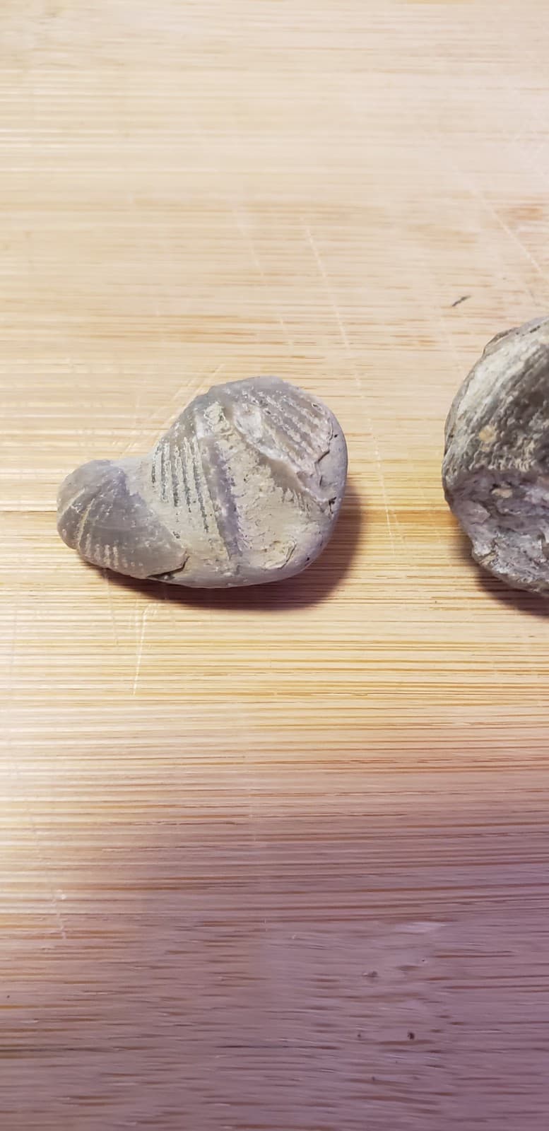 Authentic Michigan Fossil Assortment(4)  Great Lakes Rock Mix  1" And Under 6