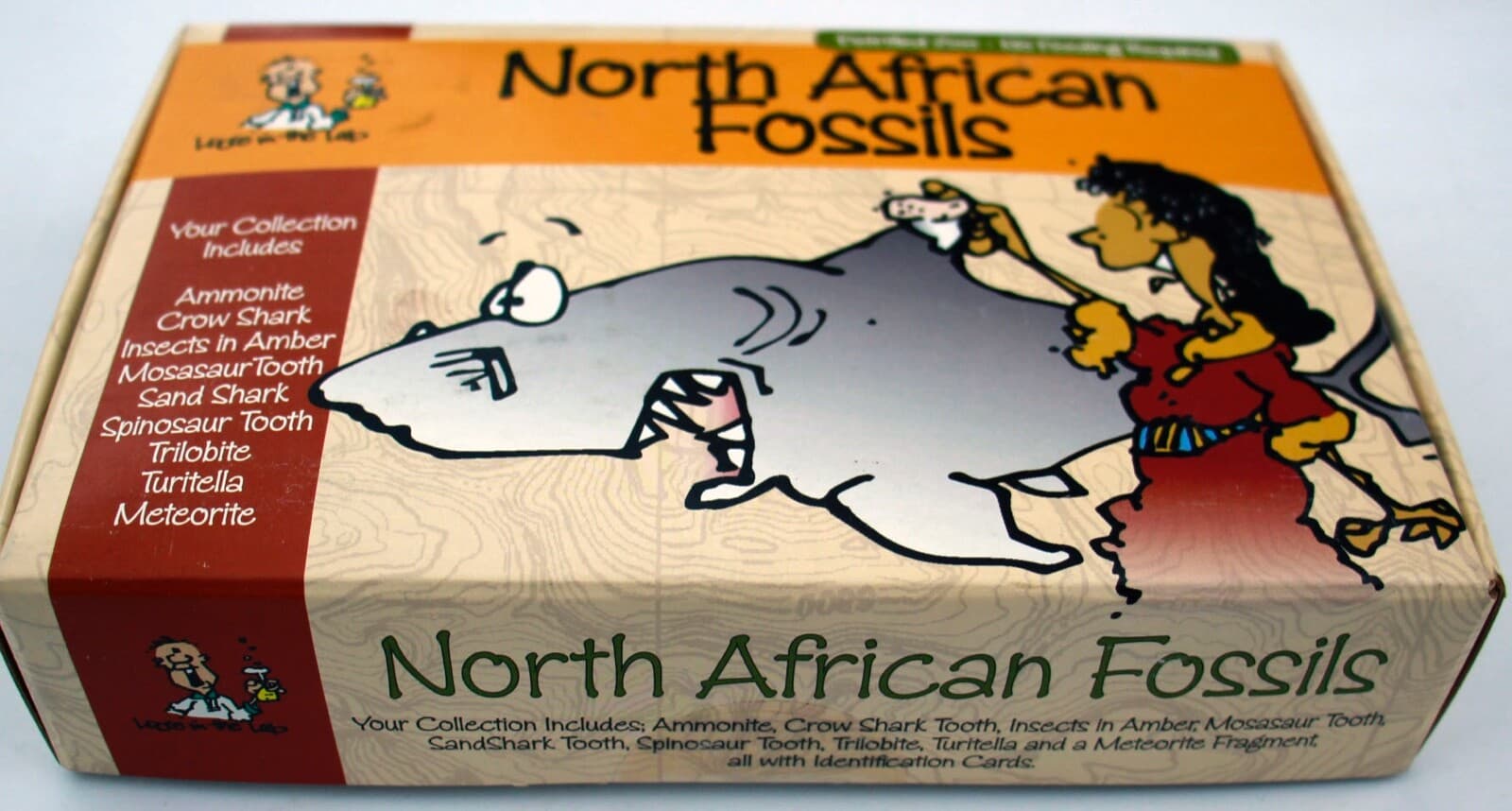 North African Fossils Collection 4