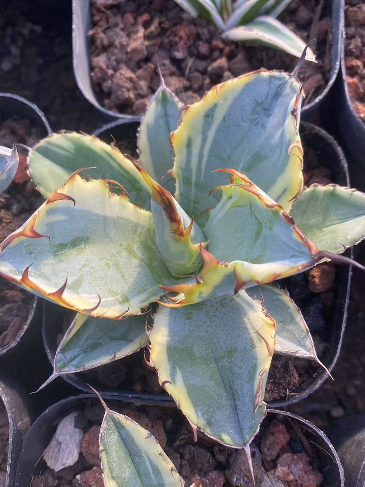 7-9CM Agave americana Echeveria 'Blue Whale variegated yellow Succulent plants