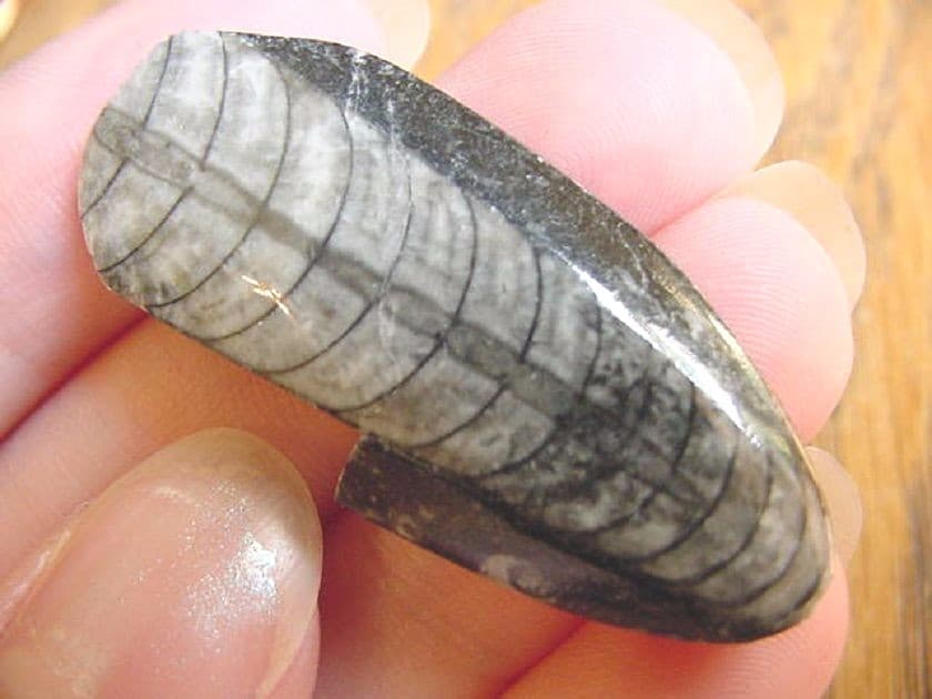 (f370-o) 1.5" Orthoceras marbilized fossil straight shell nautiloid cephalopod