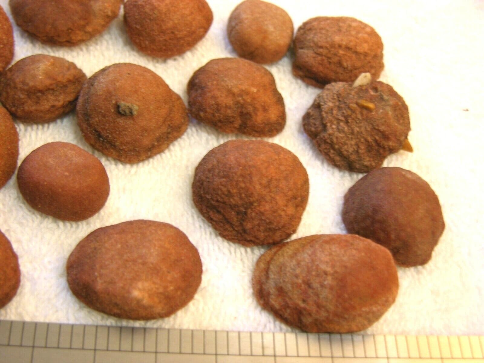 Stromatolite fossils ancient earth life 1 billion years 10 fossils per winner 5