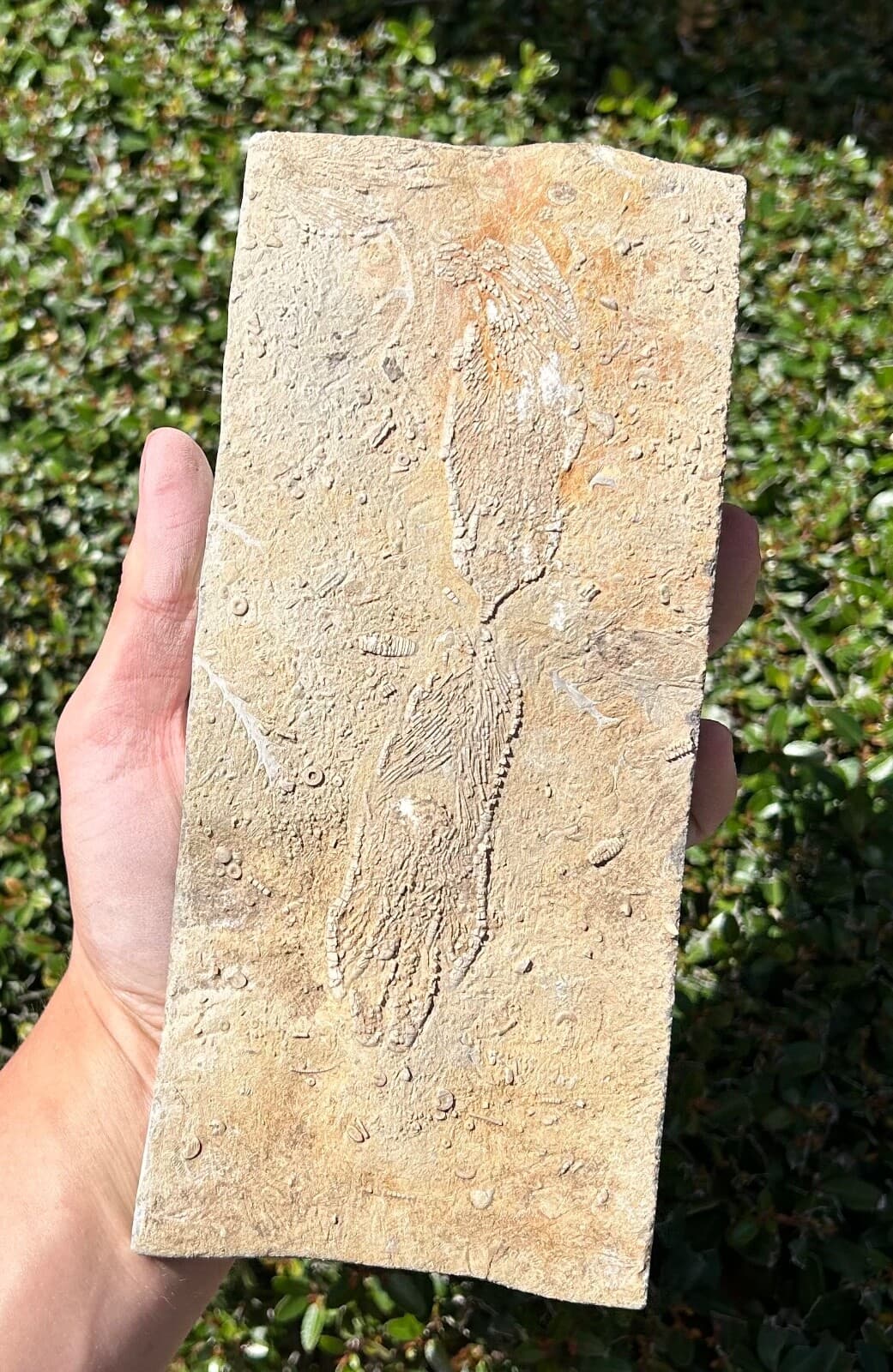 DOUBLE Fossil Crinoids in Matrix Aphelecrinus Alabama Bangor Formation 3