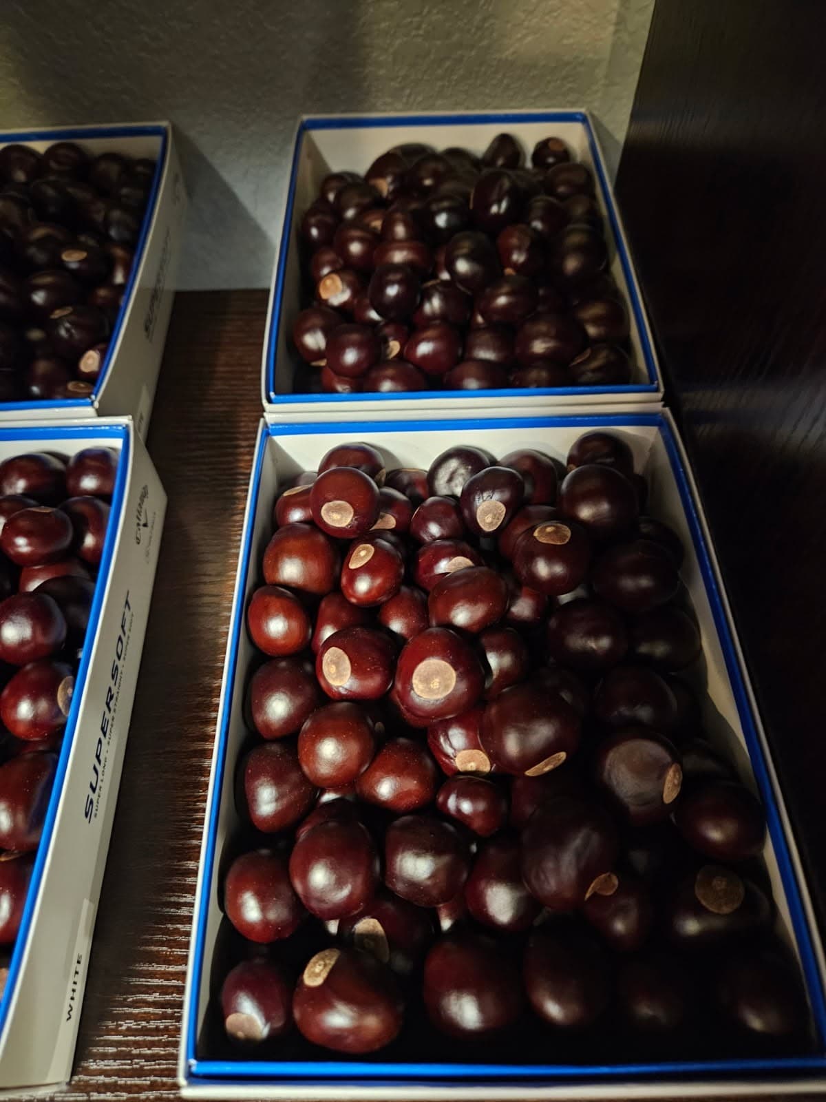 Lot of 100 Genuine Ohio Buckeye Nuts New Crop 2025 mostly nickel to quarter size