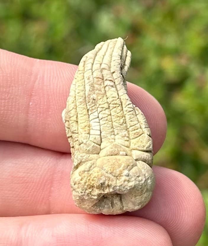 NICE Juvenile Fossil Crinoid Eupachycrinus asperatus Alabama Bangor Limestone 2