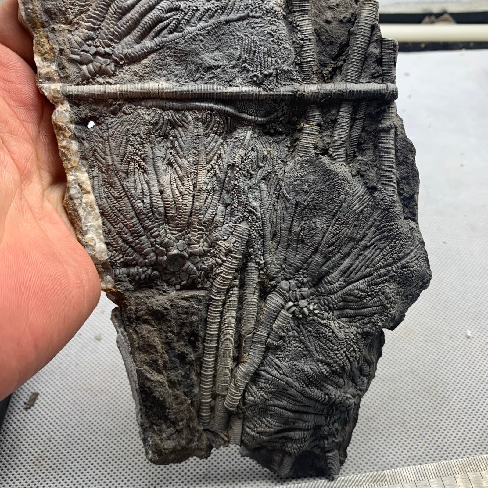 350 grams of fossils of crinoid from the Guanling Biota in Guizhou 3