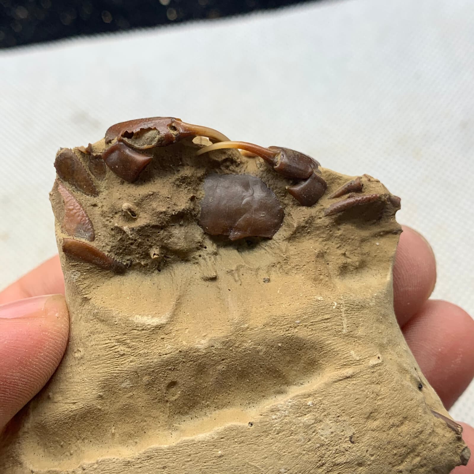 Jurassic Period Perfect Crab Fossil Dinosaur Age 6