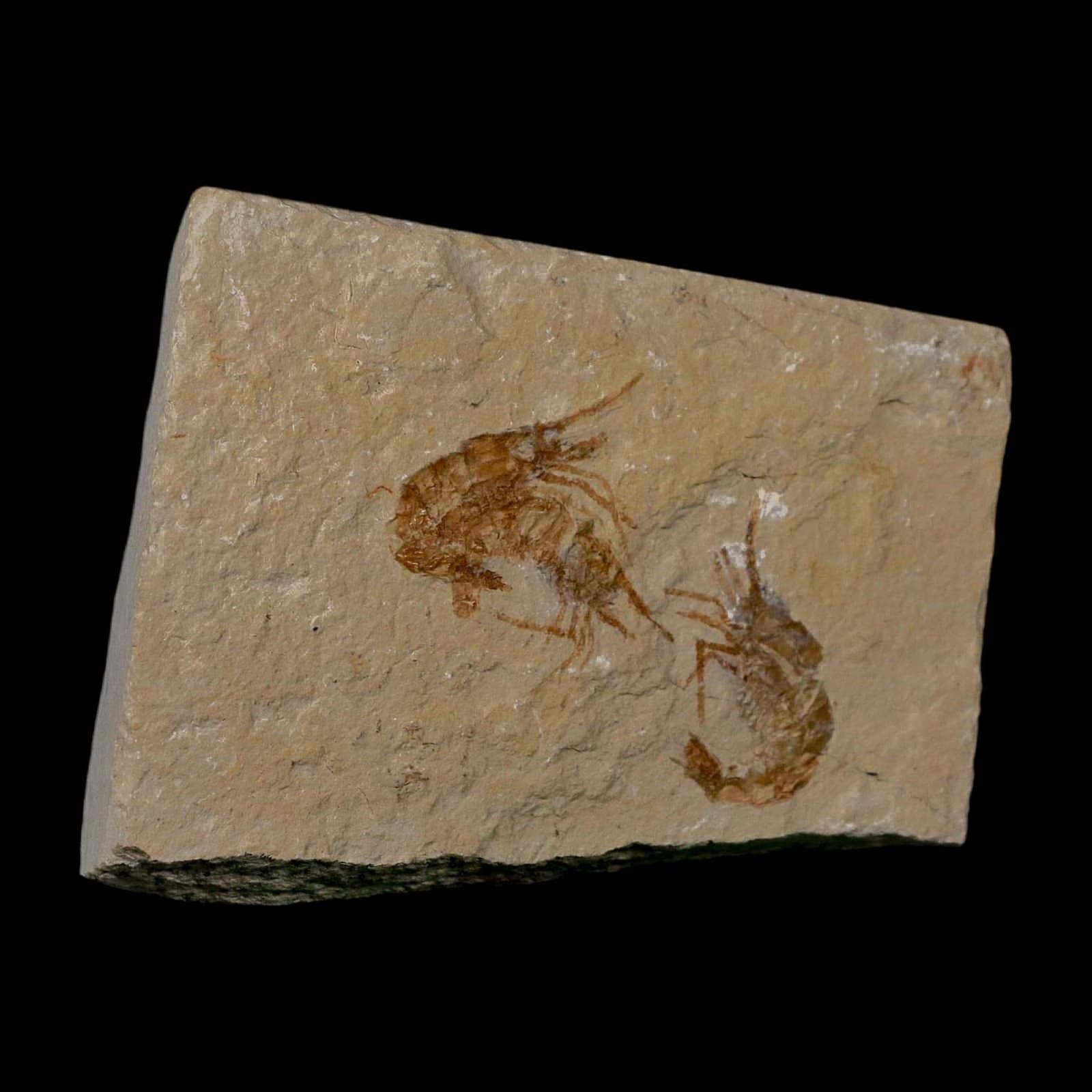 3 Three Fossil Shrimp Carpopenaeus Cretaceous Age 100 Mil Yrs Old Lebanon COA 4
