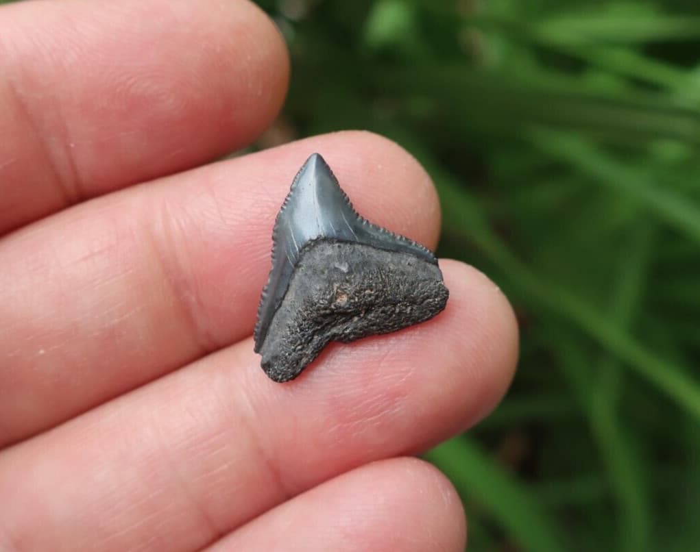 0.78" Carcharhinus sp. Fossil Shark Tooth Florida 3