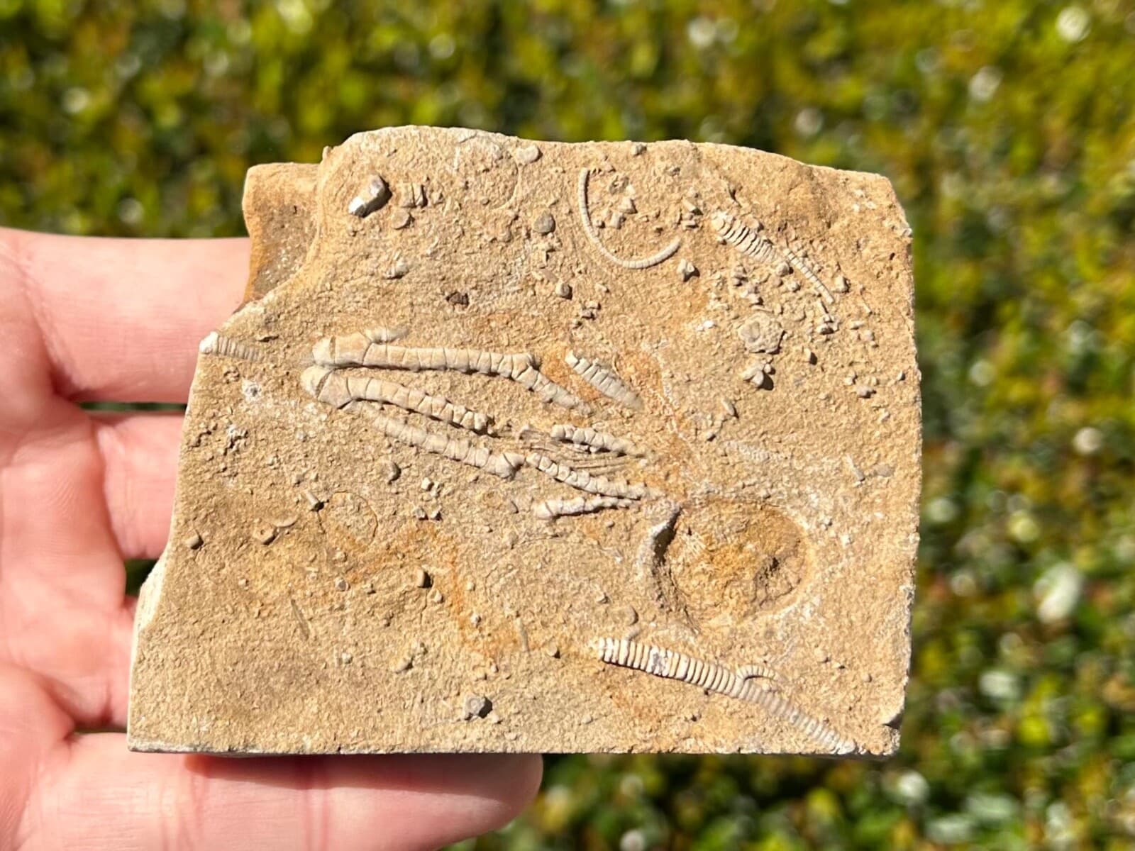 NICE Fossil Crinoid in Matrix Aphelecrinus randolphensis Alabama Bangor Fm  3