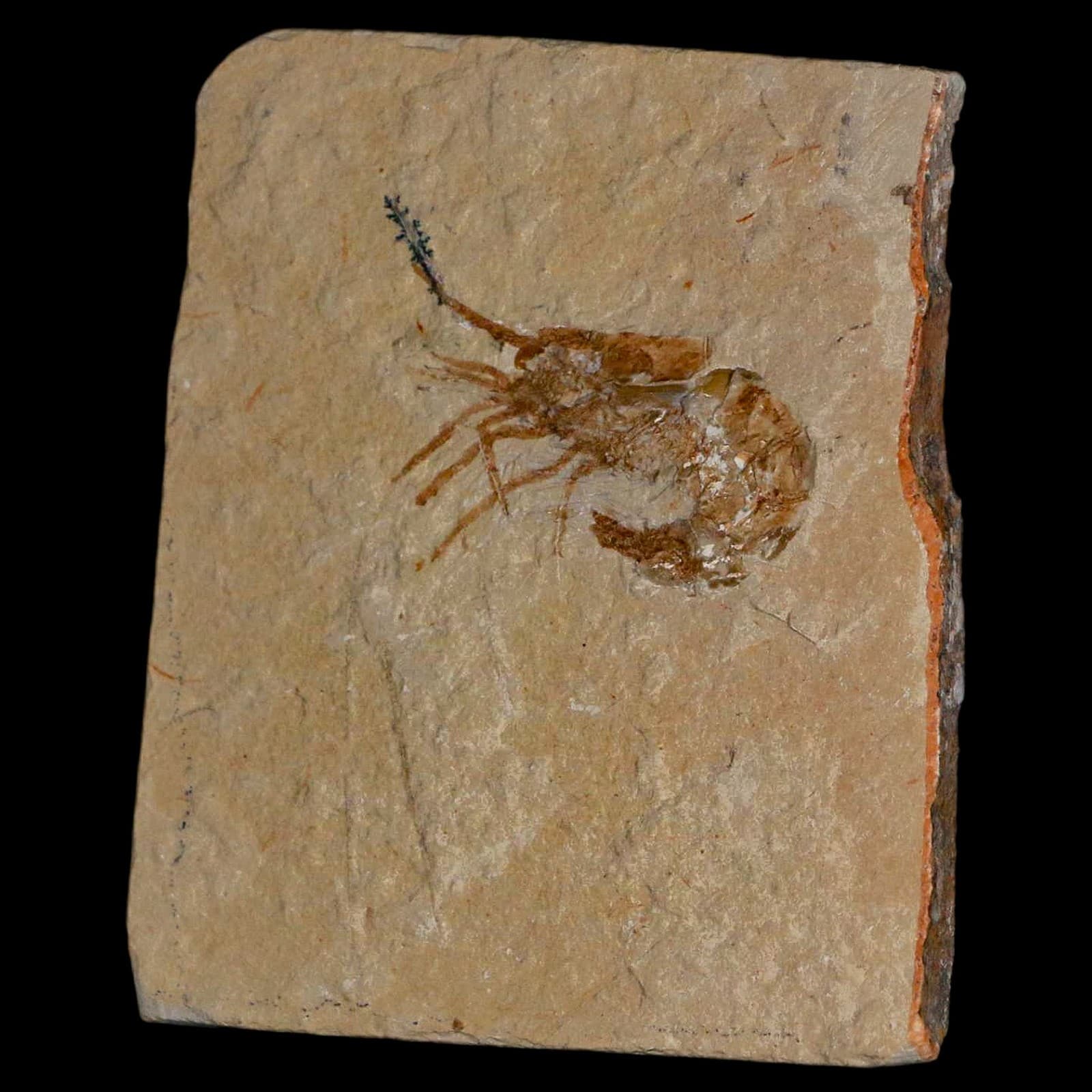1.4" Fossil Shrimp Carpopenaeus Cretaceous Age 100 Mil Yrs Old Lebanon COA 5