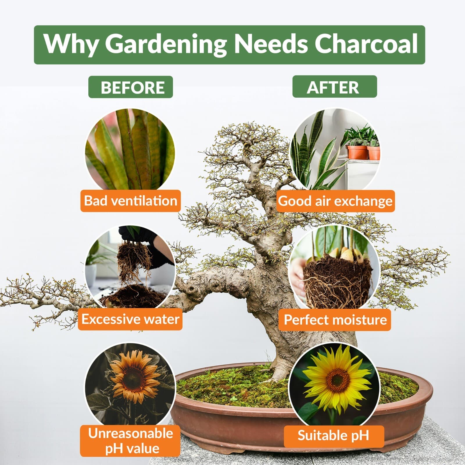 Premium Charcoal Chips, Natural Soil Boost for Aeration & Growth, 12-24 Quarts. 5