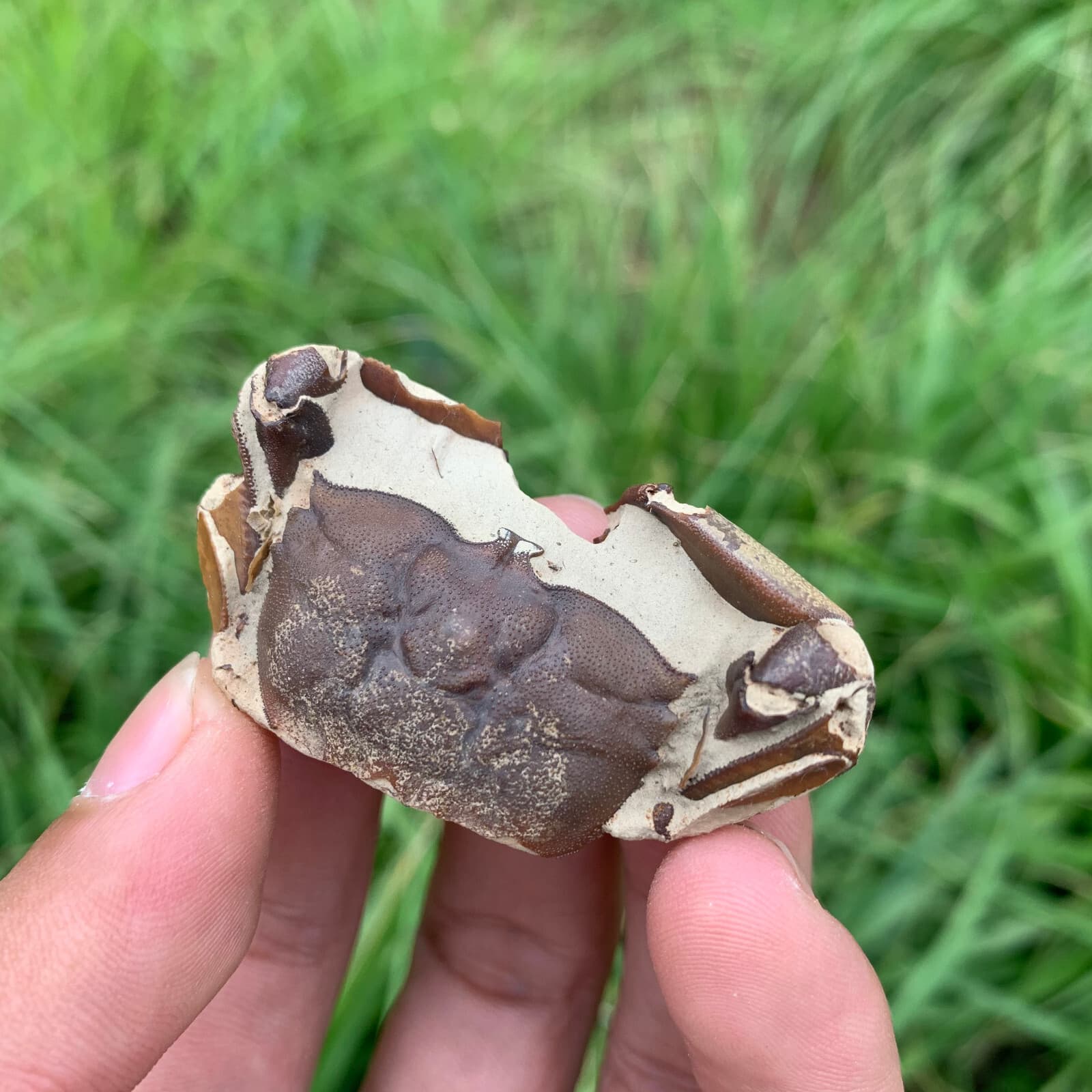 Jurassic Period Perfect Crab Fossil Dinosaur Age 84 2