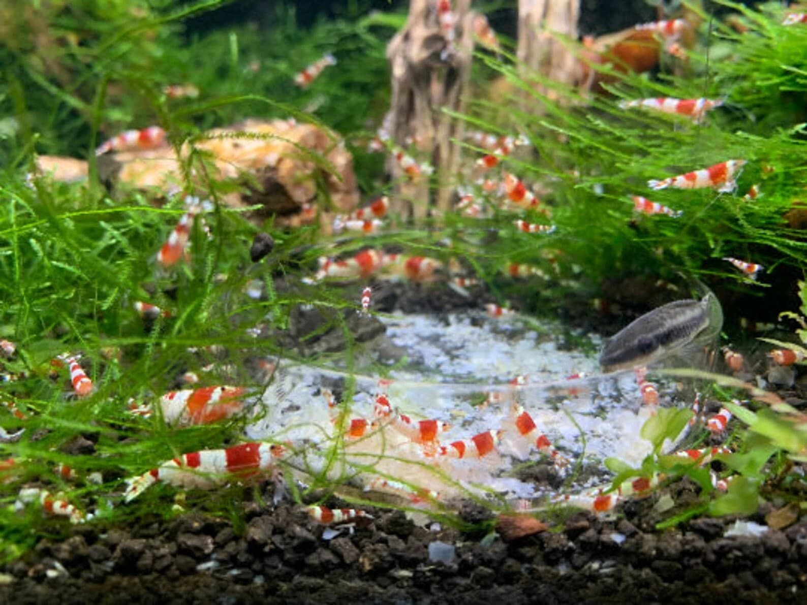 Nano Starter Package for Shrimp tanks - Freshwater Shrimp Snails Betta Fish Crab 2