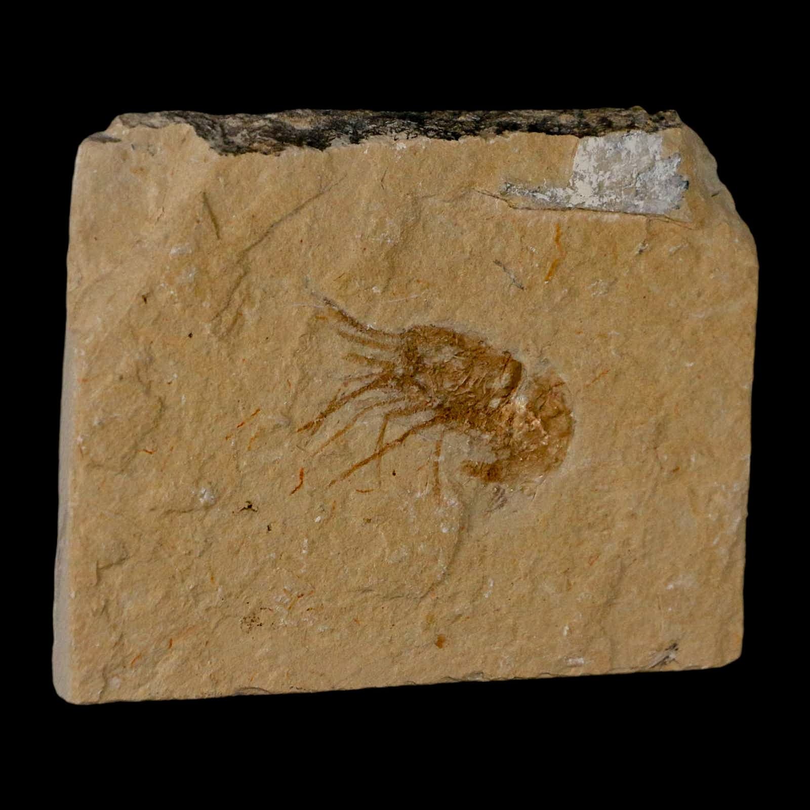 1.4" Fossil Shrimp Carpopenaeus Cretaceous Age 100 Mil Yrs Old Lebanon COA 4