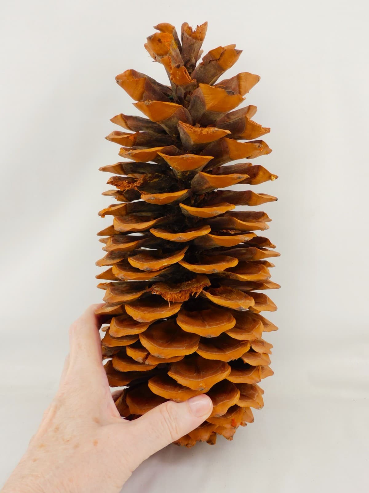 Giant Coulter Pinecone 11-1/2"H Widow Maker Crafts Rustic Decor Cabins Weddings