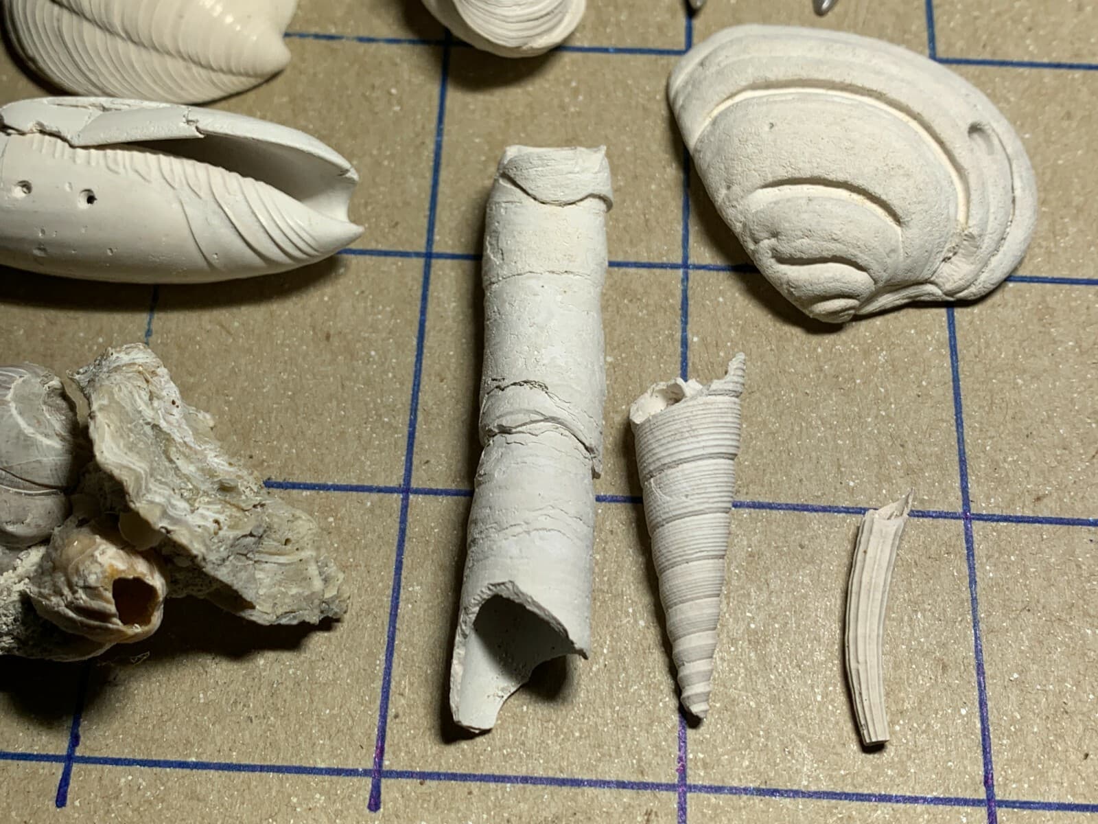 ☆Fossil Specimen 10 Pack - Berkeley Quarry S.C. - Barnacle-Dentalium-Teeth ☆297 5