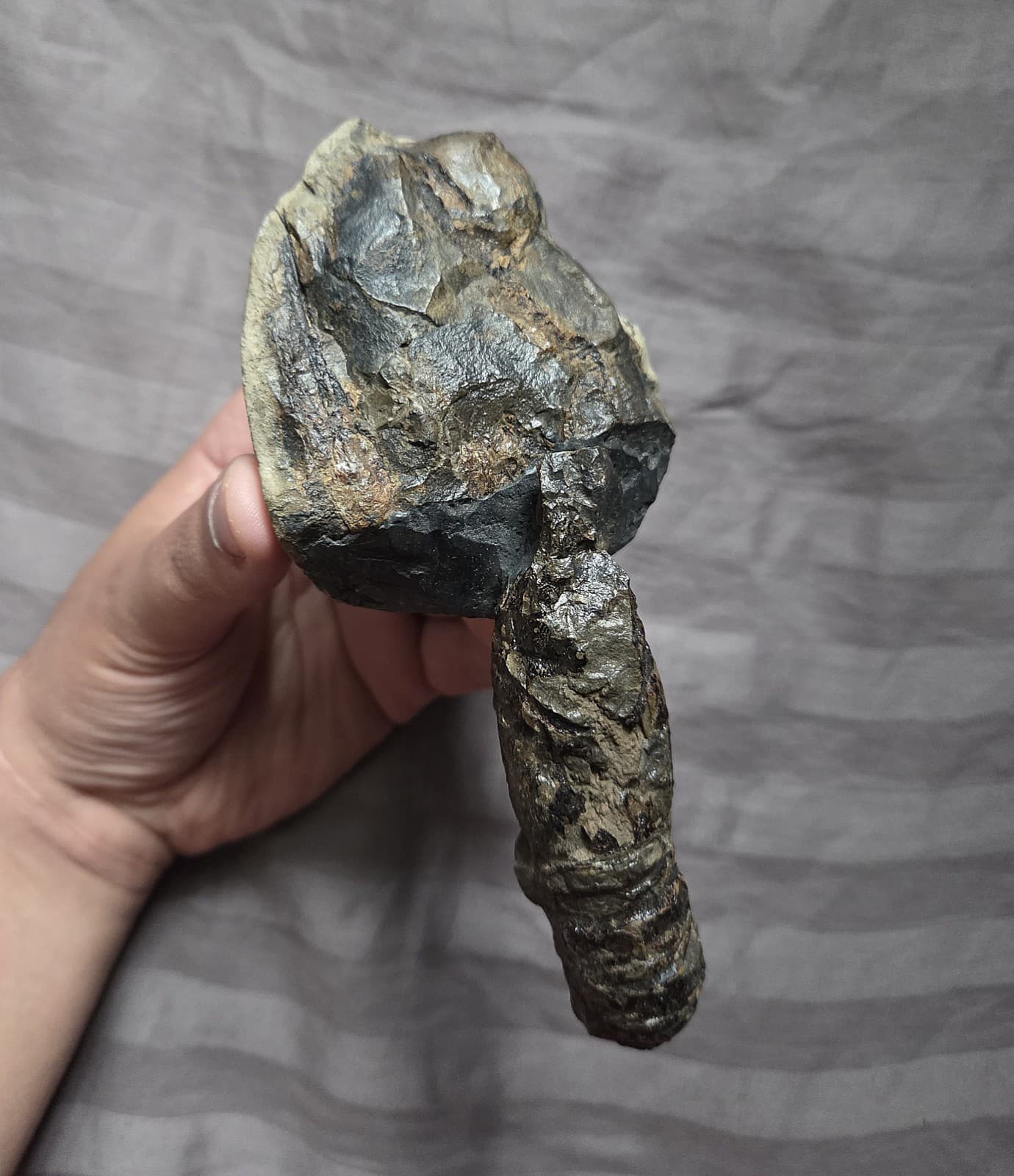 Very Rare Large Cretaceous Arthropod Fossil Hoploparia Sp. Lobster From Montana 