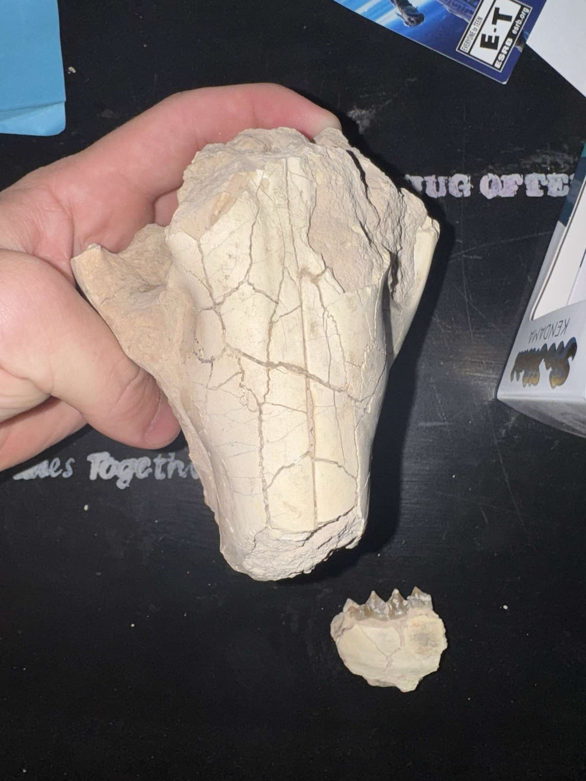 oreodont skull 2