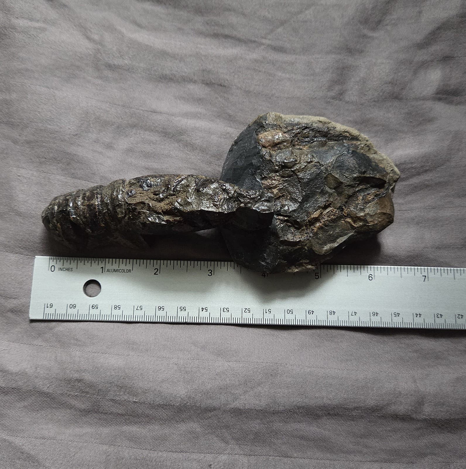 Very Rare Large Cretaceous Arthropod Fossil Hoploparia Sp. Lobster From Montana  4