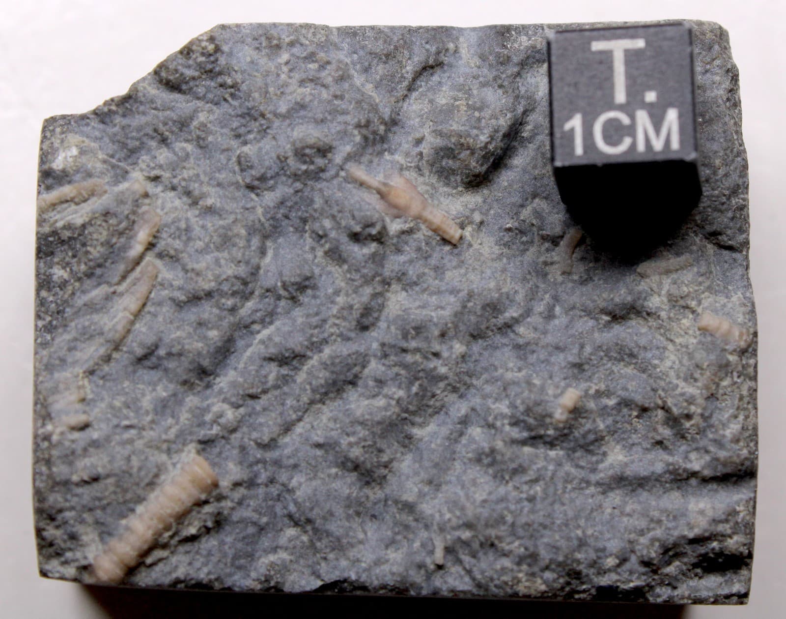 Cincinnaticrinus varibrachialus Crinoid Fossil Kentucky Ordovician Kope Fm 2