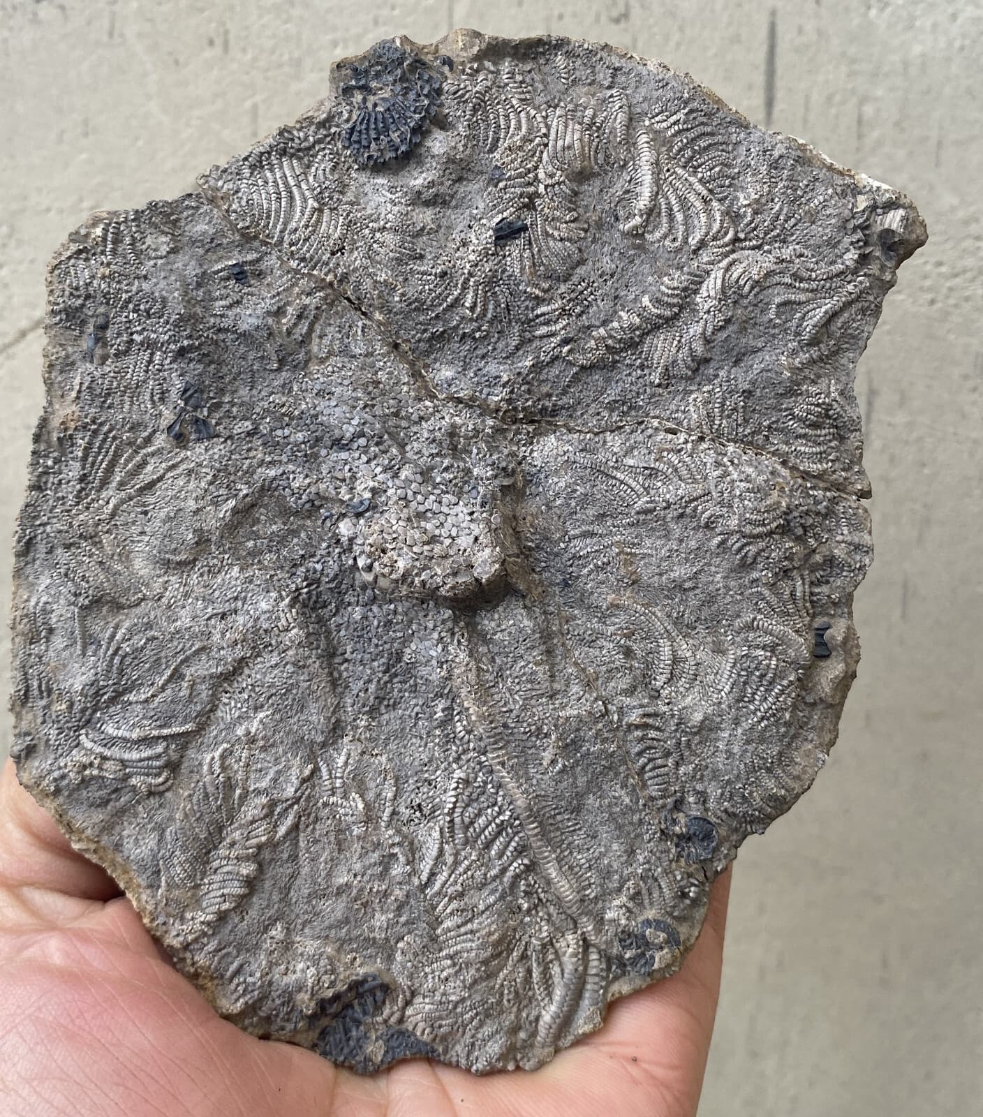 Natural Devonian prehistoric Jurassic biota crinoids Fossils 4