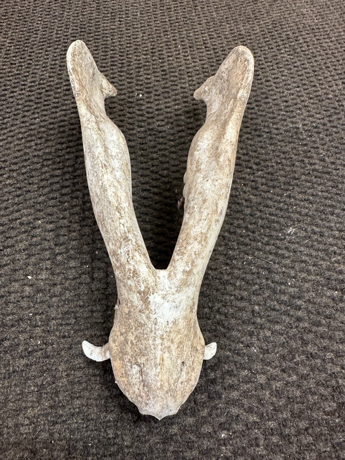 Bottom Jaw of a Wild Hog Skull from Texas - Item #321-2 5