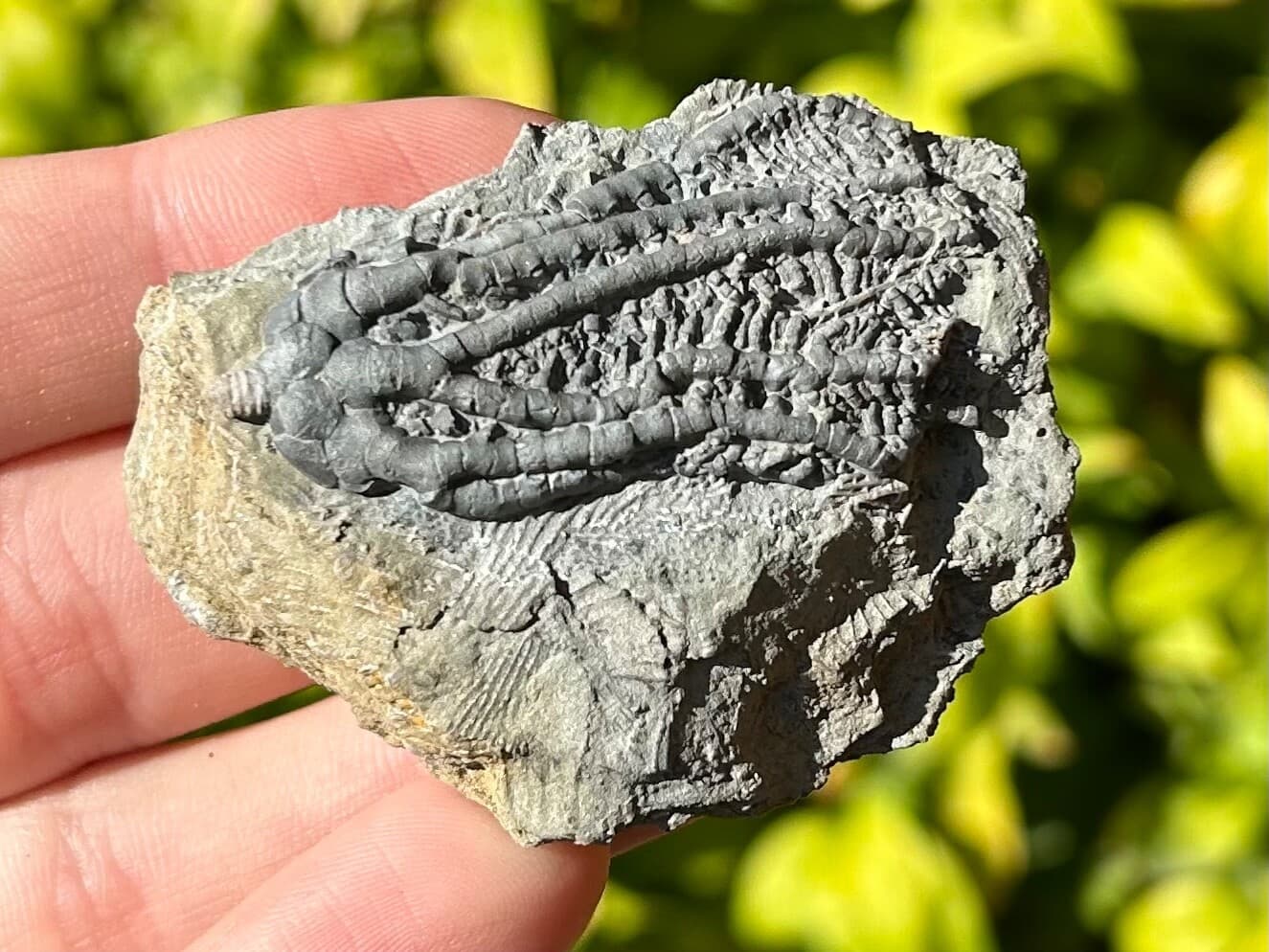 NICE Fossil Crinoid Barycrinus rhombiferous Edwardsville Formation Indiana 3