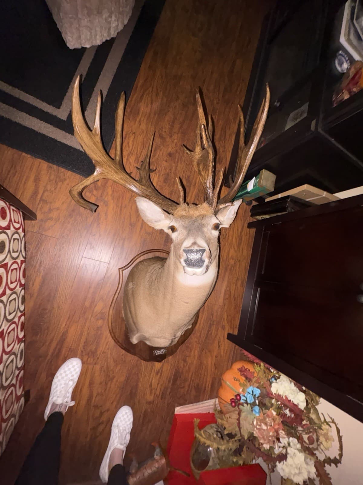 200 Plus Inch Whitetail Deer Shoulder Mount 2