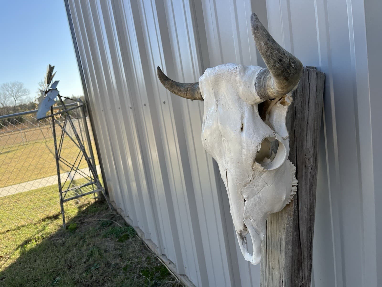 STEER SKULL 18 Inch WIDE Horns BULL HORN MOUNTED COW HEAD 2