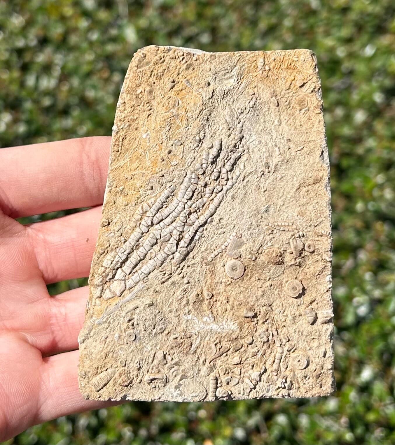 NICE Fossil Crinoid in Matrix Aphelecrinus Alabama Bangor Limestone Formation