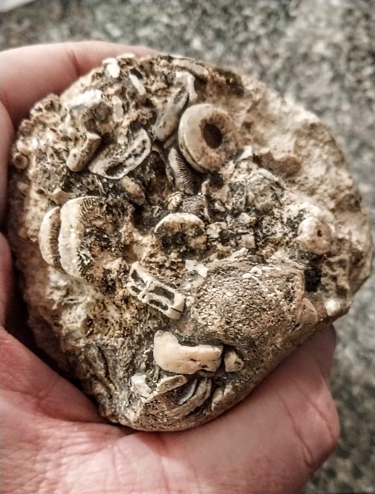Crinoid Fossils, Carboniferous Period, Mohave County Arizona 2
