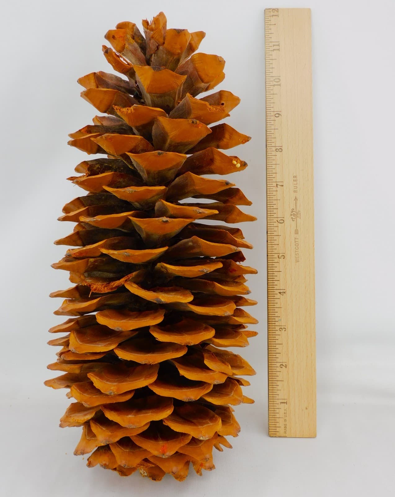 Giant Coulter Pinecone 11-1/2"H Widow Maker Crafts Rustic Decor Cabins Weddings 3