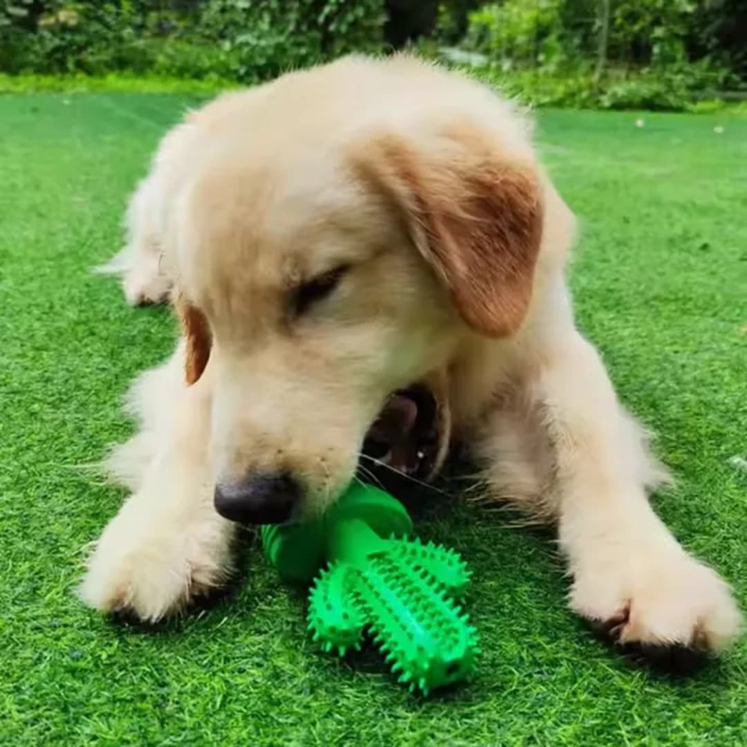 Squeaky Pet Cactus Toothbrush Canine Teeth Cleaning Dental Care Dog Chew Toy ++* 6