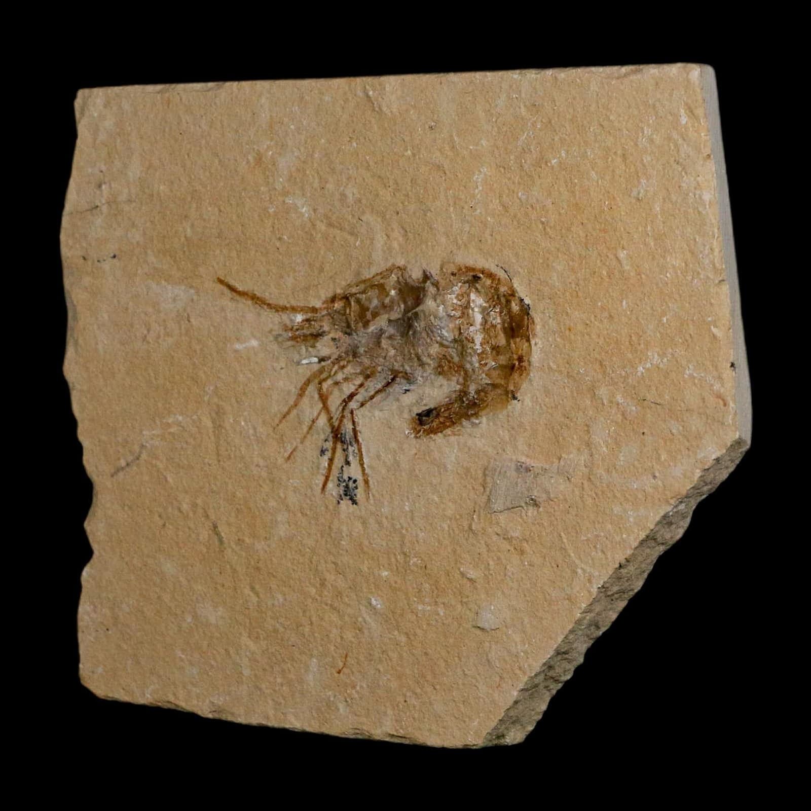 1.7" Fossil Shrimp Carpopenaeus Cretaceous Age 100 Mil Yrs Old Lebanon COA 5