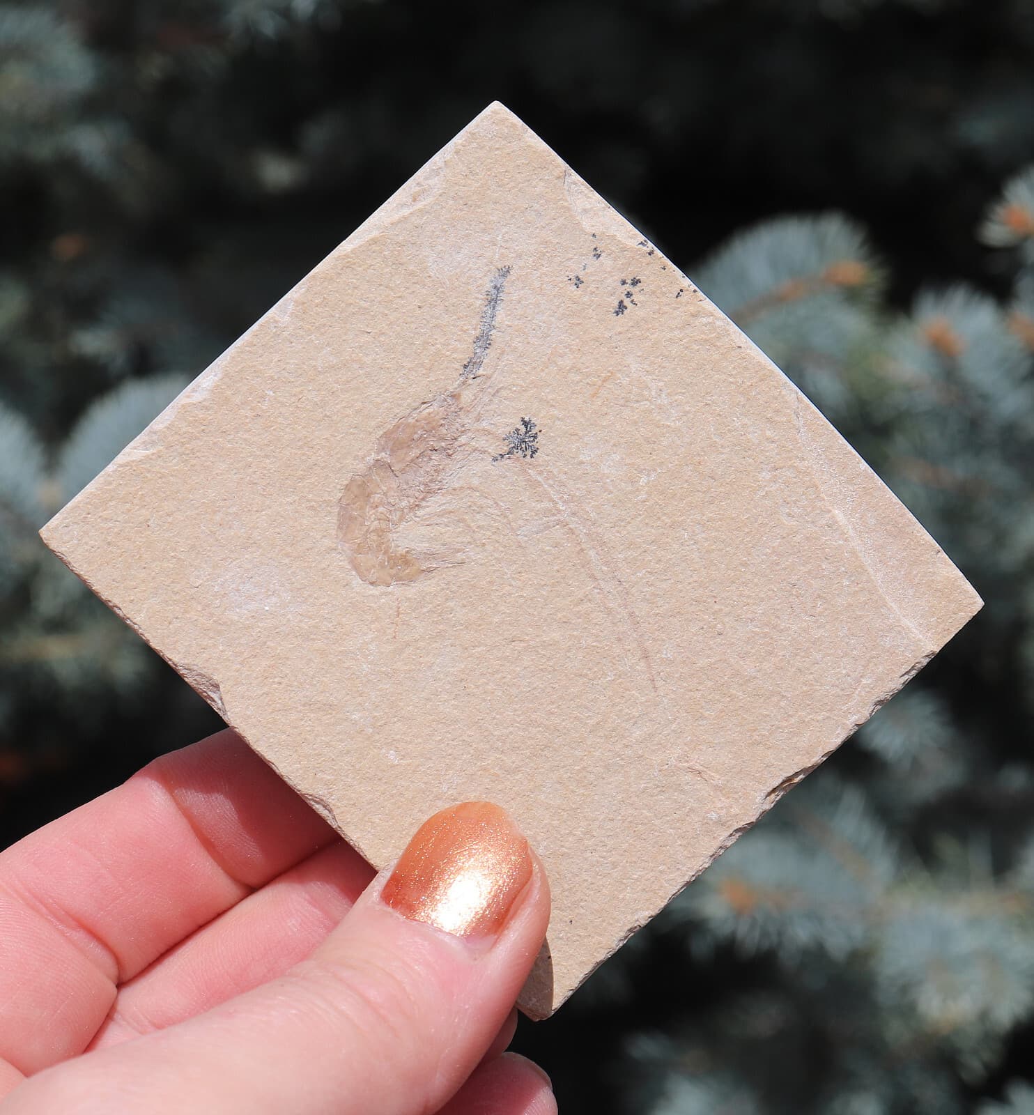 Jurassic Fossil Shrimp From Solnhofen Germany     7.7 Cm's 4