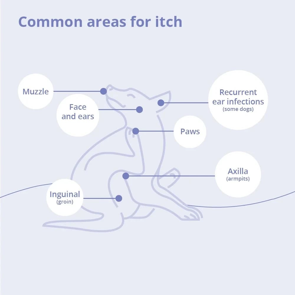 MiconaHex+Triz Shampoo for Dogs, Cats and Horses, 8 oz. Antimicrobial, antifung 2