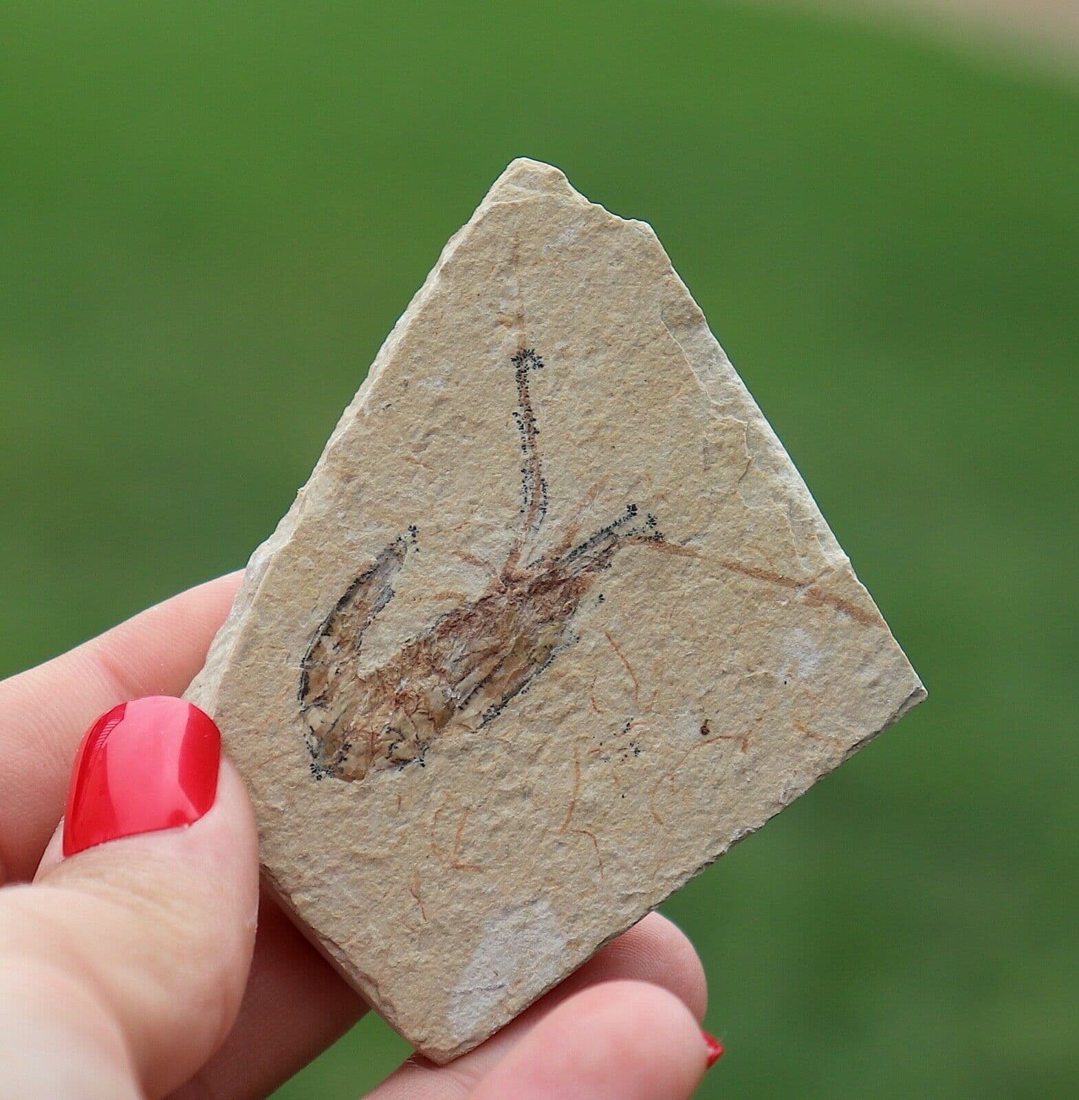 Fossil Shrimp From Solnhofen Germany  150 MILLION YRS OLD JURASSIC 5.5 Cm's 3