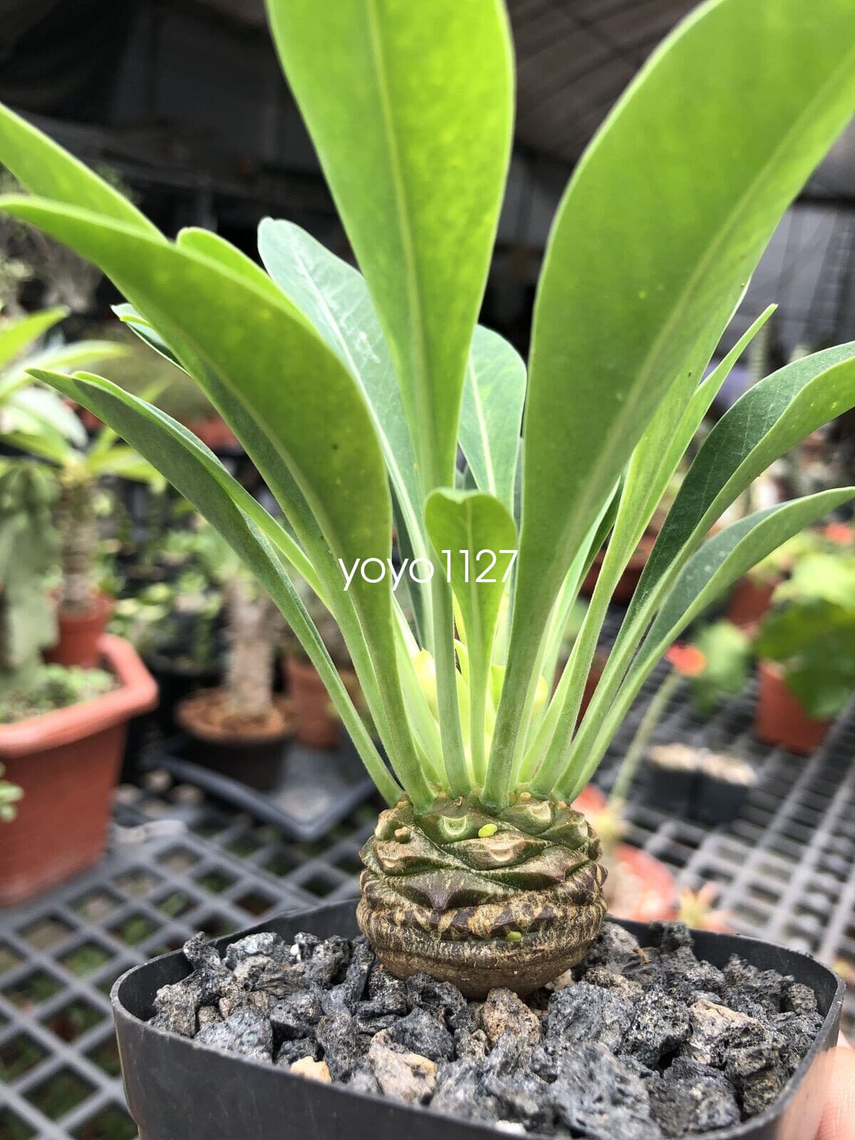 3CM RareSucculent Cactus  Plant Euphorbia Bupleurifolia Jacq Cactaceae 6