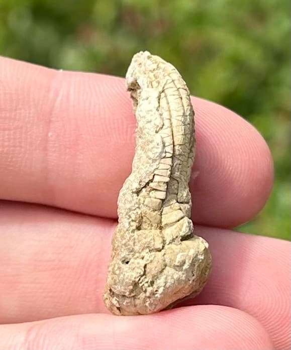 NICE Juvenile Fossil Crinoid Eupachycrinus asperatus Alabama Bangor Limestone 5