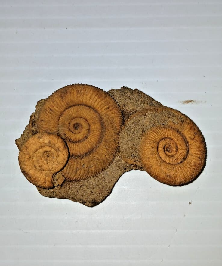 Nice Ammonite Fossil Cluster 2