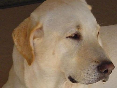 Professional 6231612 3/16" x 12" Copper Alloy Straight Die and Mold Ejector Pin 5