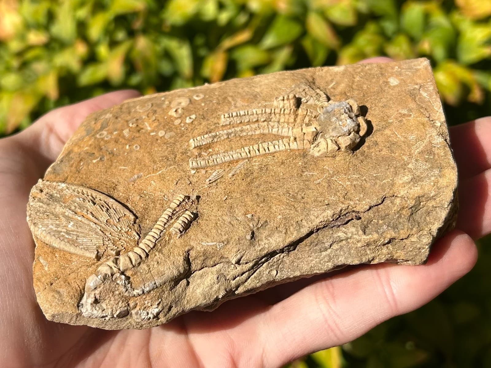 TRIPLE Fossil Crinoids in Matrix Phanocrinus Alabama Bangor Formation 5