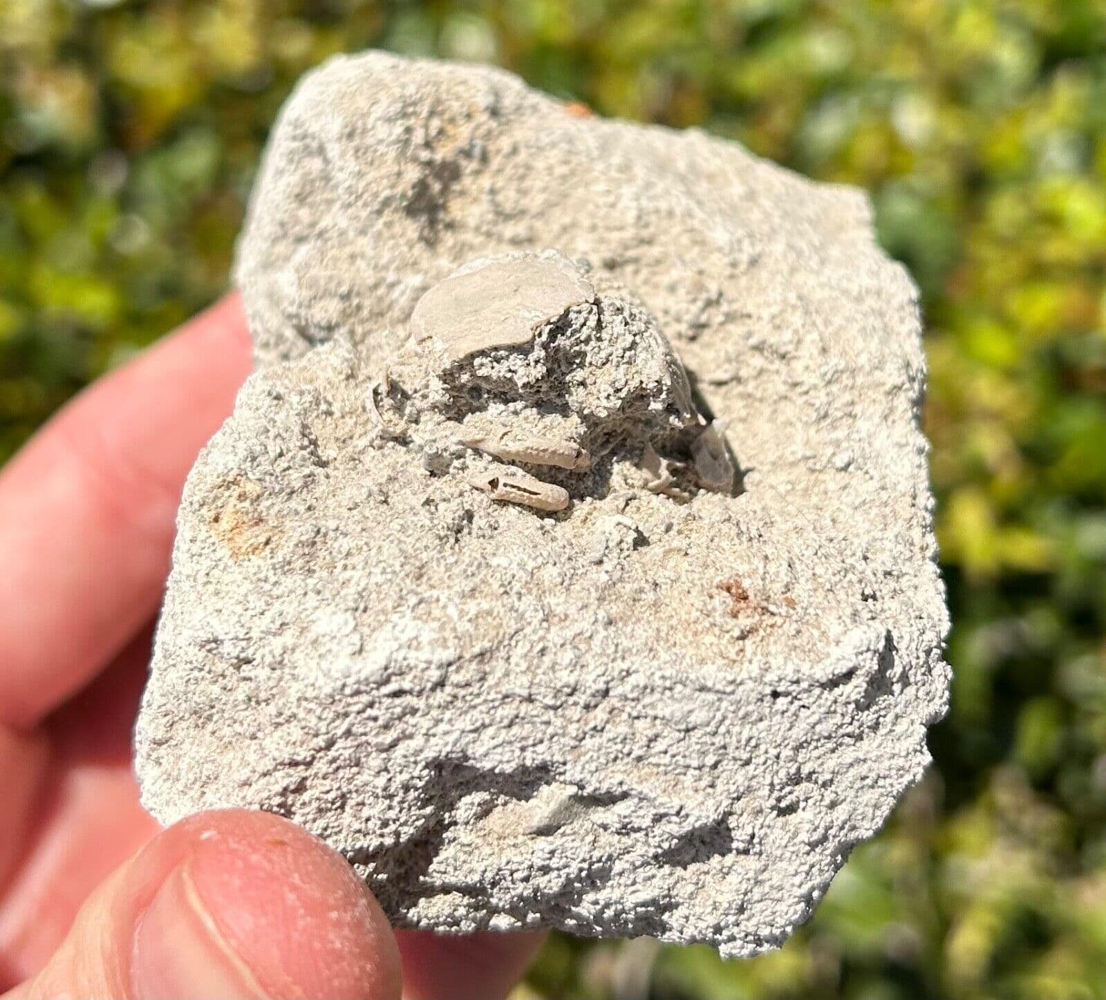Unprepped Florida Fossil Crab in Matrix Ranilia muriceta Pliocene Crustacean 6