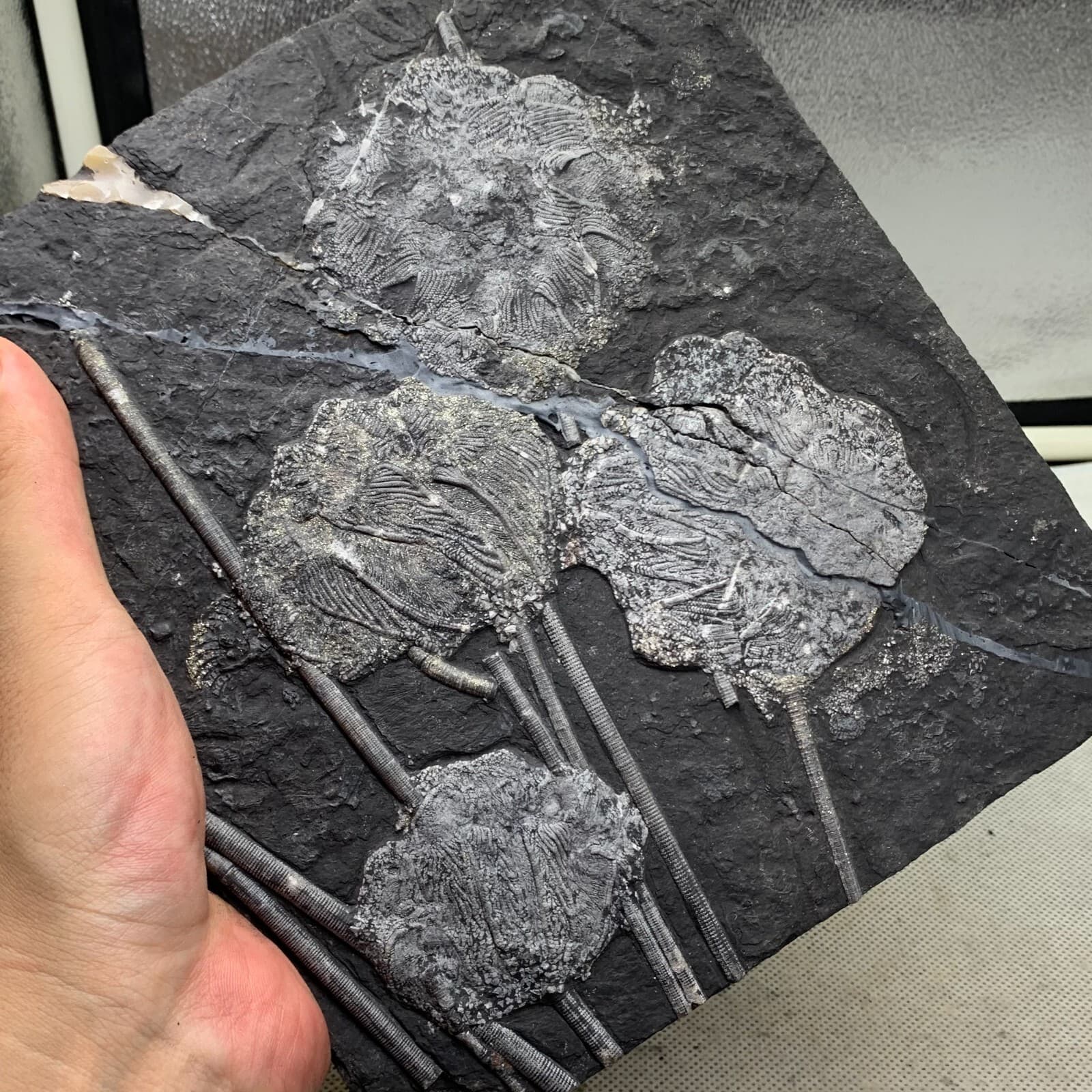 2120 grams of fossils of crinoid from the Guanling Biota in Guizhou 2