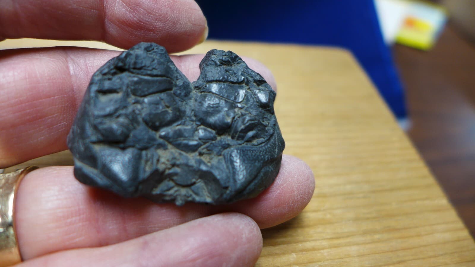 GEOLOGICAL ENTERPRISES Miocene fossil crab Coeloma repeliensis Belgium 6