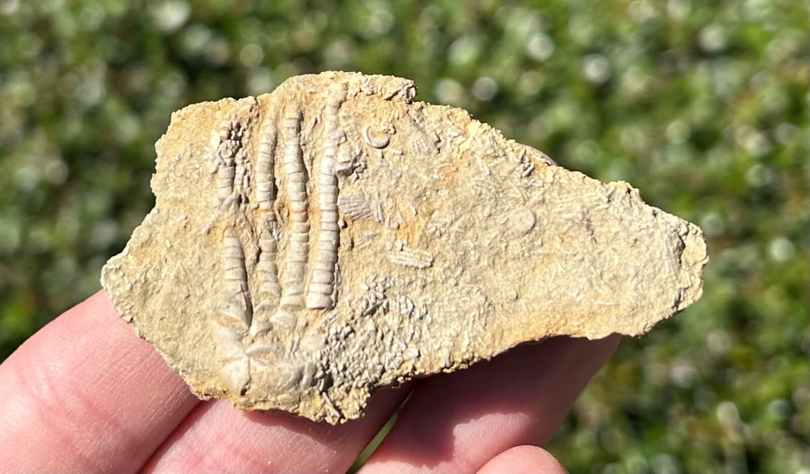 NICE Fossil Crinoid in Matrix Pentaramacrinus Alabama Bangor Limestone Formation 3
