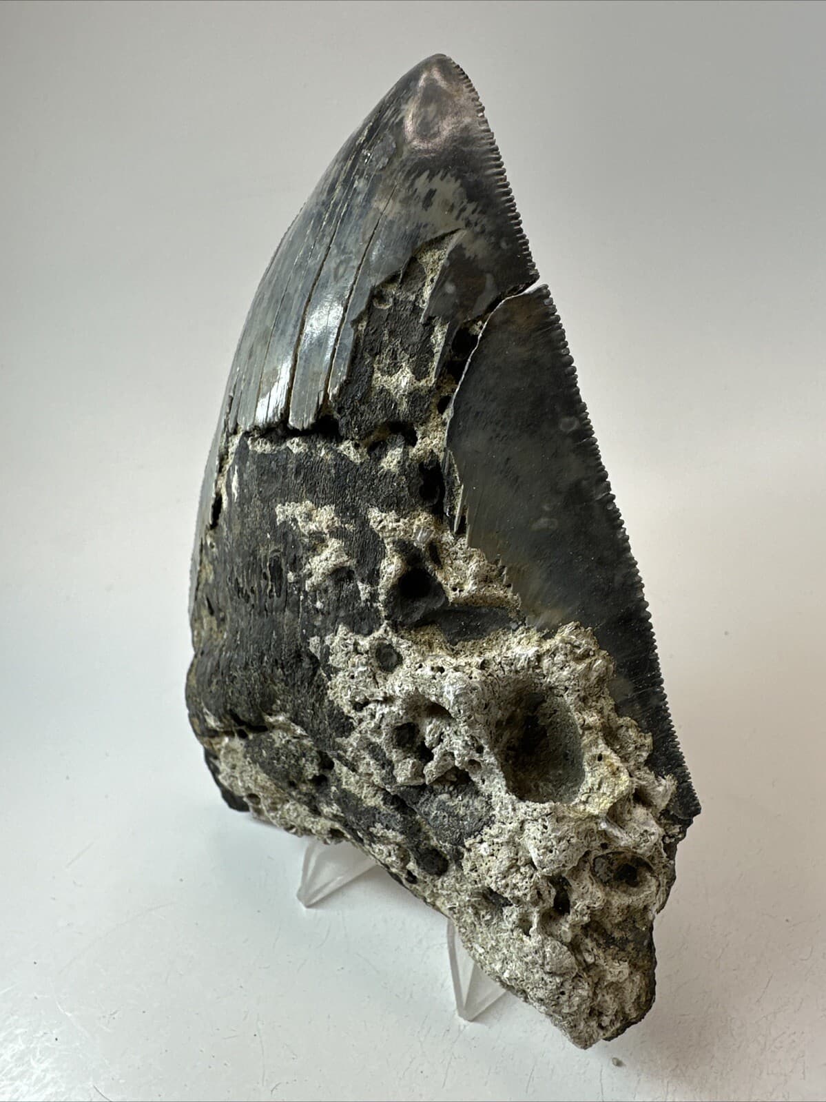 Megalodon Shark Tooth 5.50 inch - Unique - Serrated Fossil - Authentic 18628 2