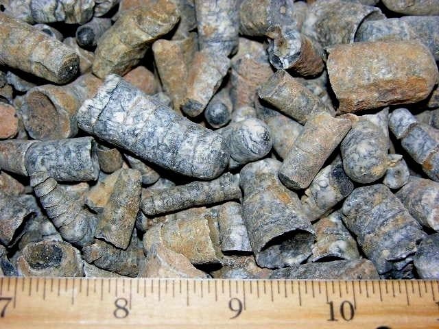 Orthoceras fossils Ordovician/Triassic 2.5-0.75 inch 3 pounds 100+ pieces 4