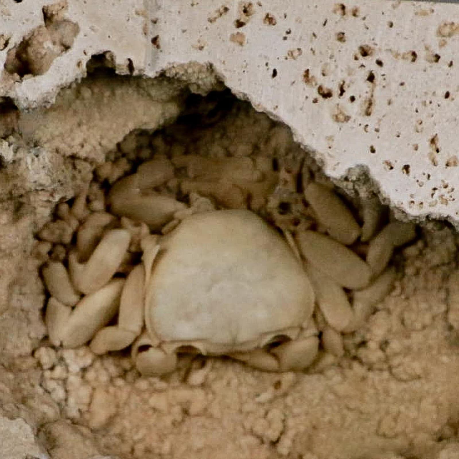 2.2" Potaman Sp Fossil Freshwater Crab In Travertine Denizli Basin Southwest