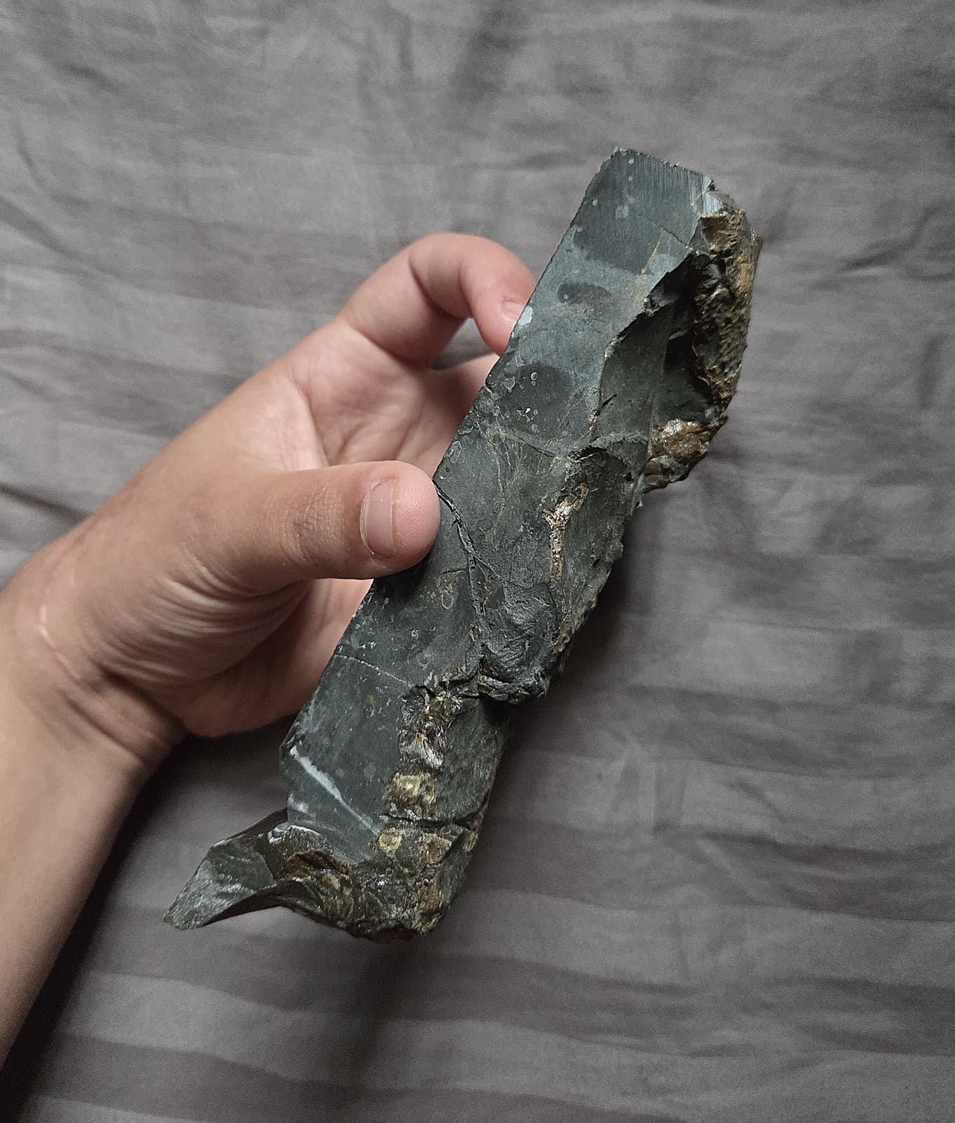 Very Rare Large Cretaceous Arthropod Fossil Hoploparia Sp. Lobster From Montana  3